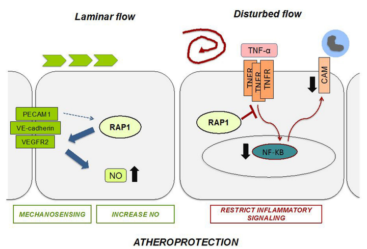 內皮細胞中的 Rap1 可限制炎癥信號傳導，從而抑制動脈粥樣硬化的進展